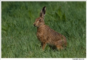 Brown Hare 1